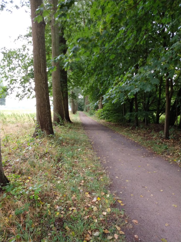 Allee aus Eichen