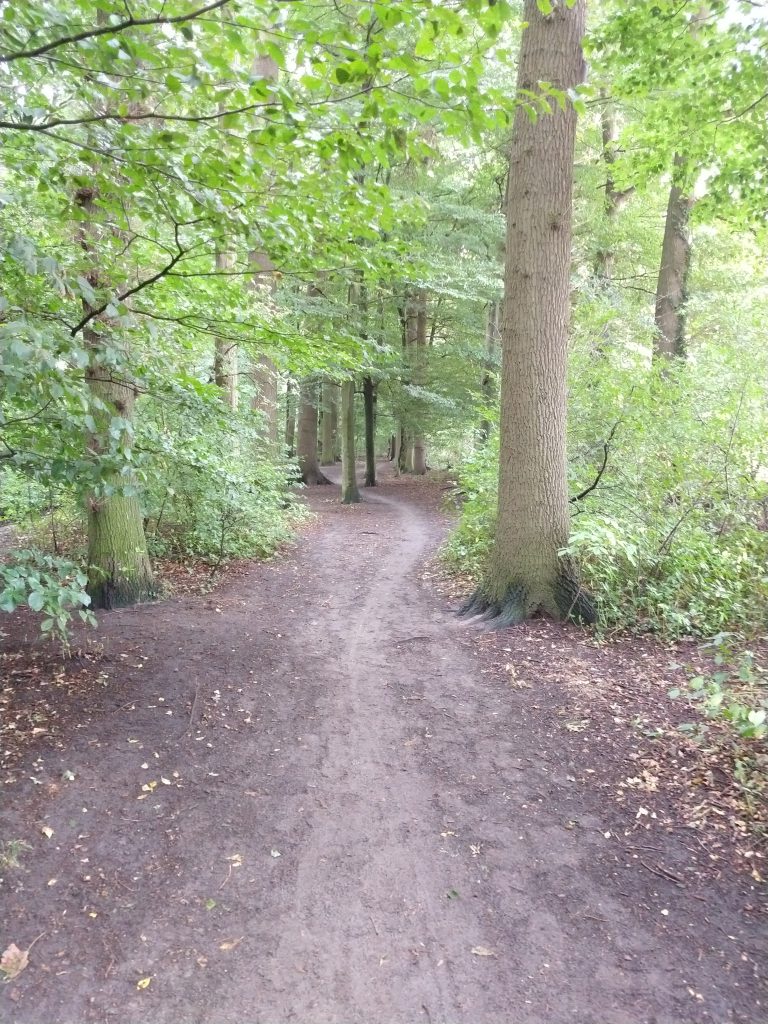 Im Wald neben der Lutter